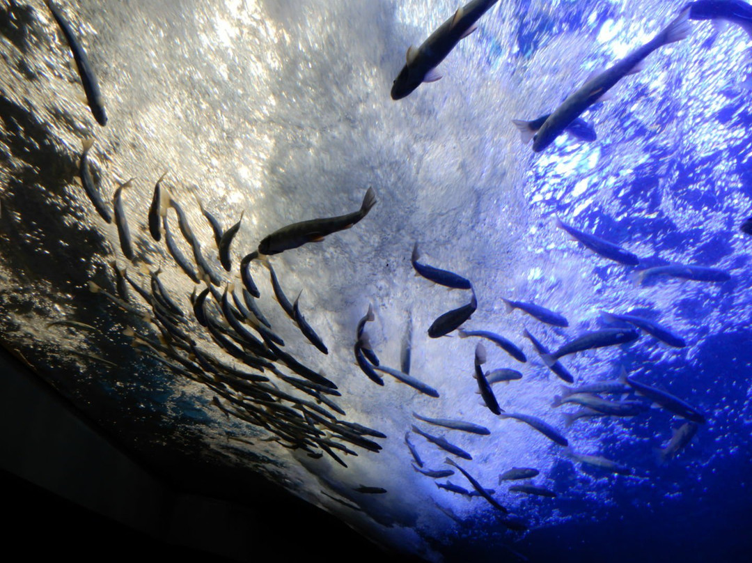 Yama no Aquarium-北见市必去景点