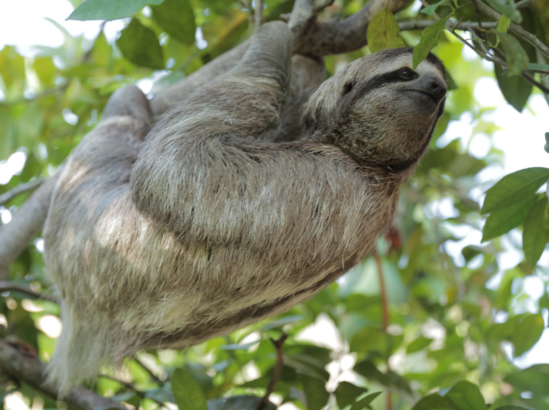 Greentique Costa Rica Tours景点图片