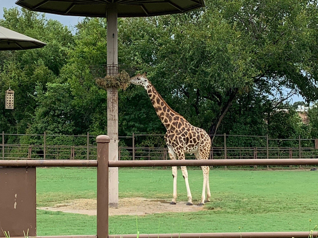 Tulsa Zoo景点图片