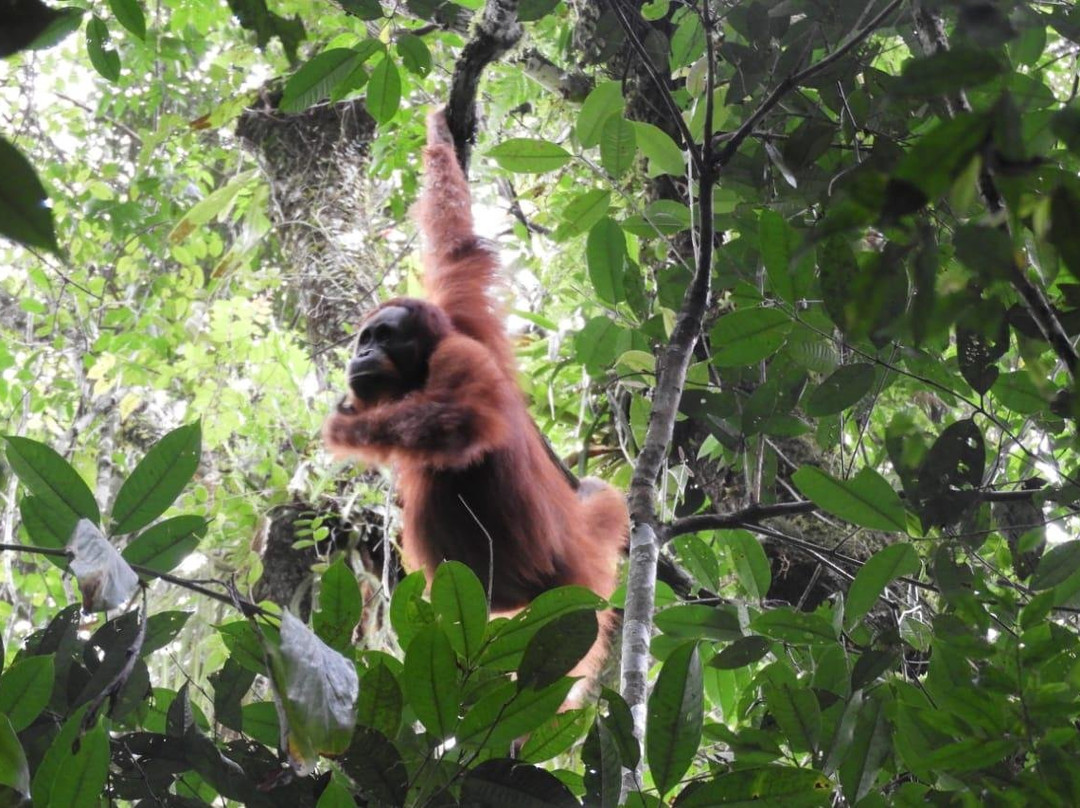 Rudy Ketambe Sumatra Jungle Trekking景点图片