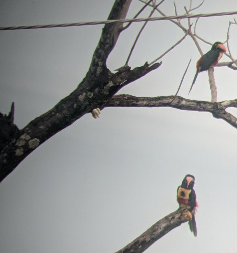 Pura Vida Tours & Transfers-哥斯达黎加安东尼奥国家公园必去景点