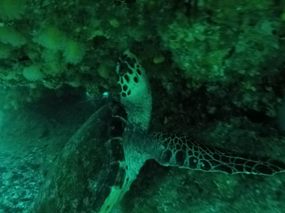 Aqua Wild Africa景点图片