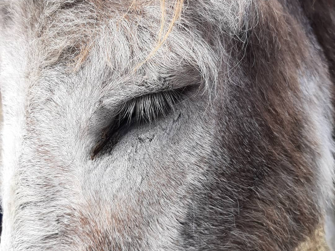 PrimRose Donkey Sanctuary-Roseneath必去景点