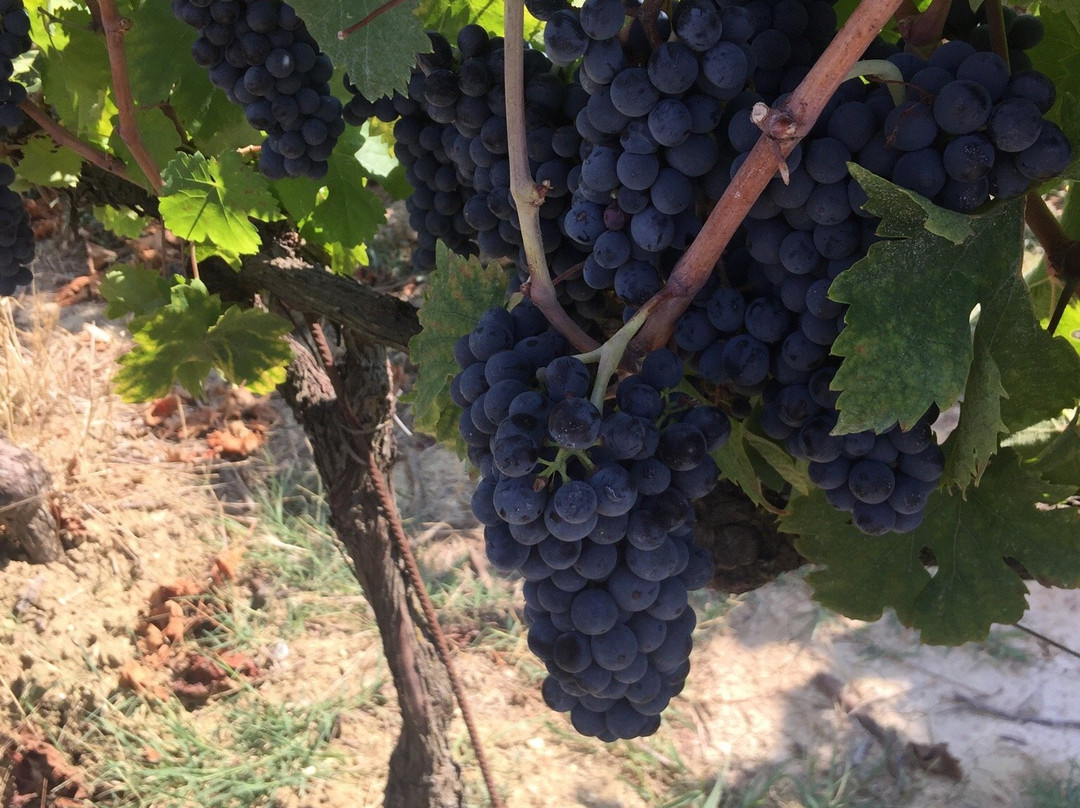 Umbria Wine Tour景点图片