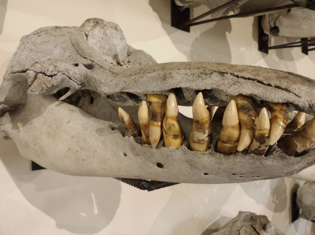 Museo de Historia Natural Río Seco-蓬塔阿雷纳斯必去景点