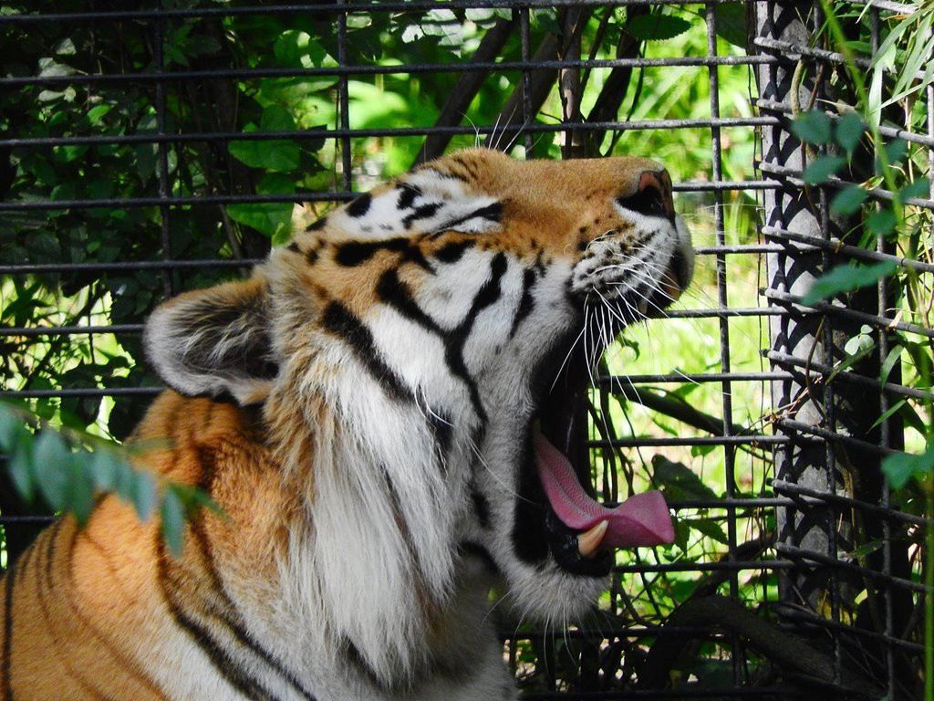 Louisiana Purchase Gardens & Zoo景点图片