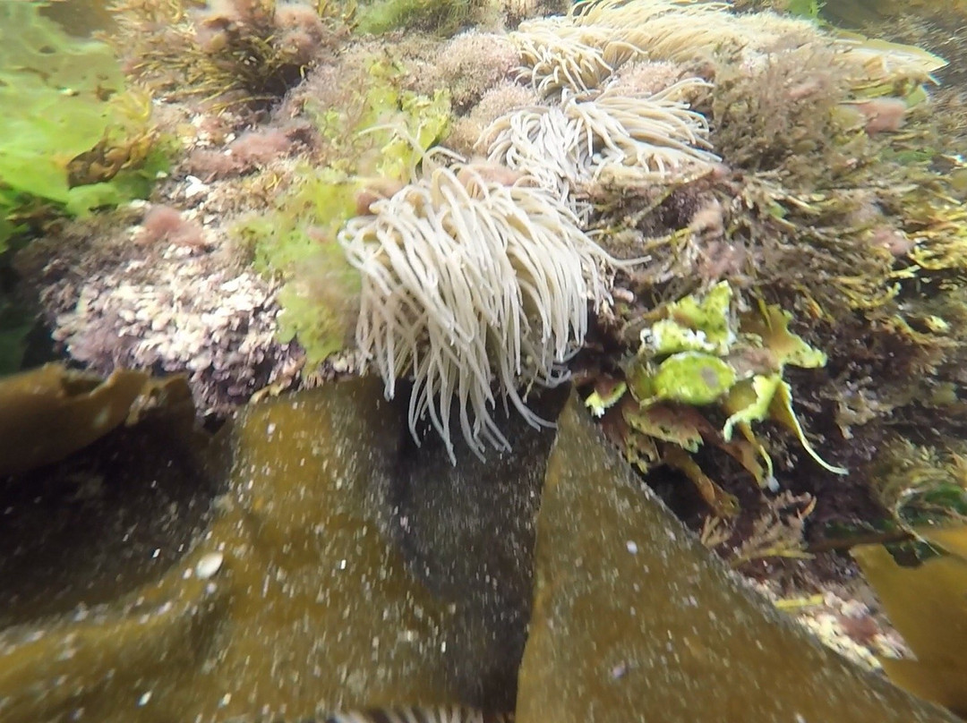 Kenmare Bay Diving-肯梅尔必去景点