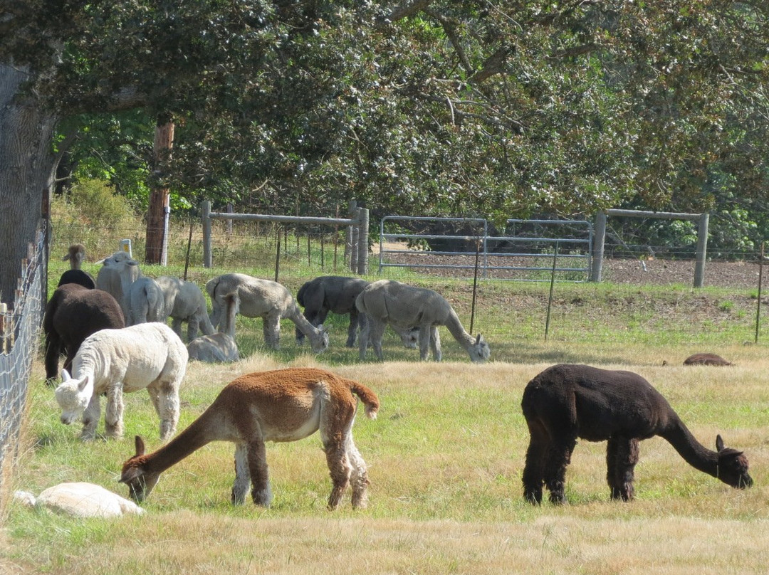 The Farm at Krystal Acres景点图片