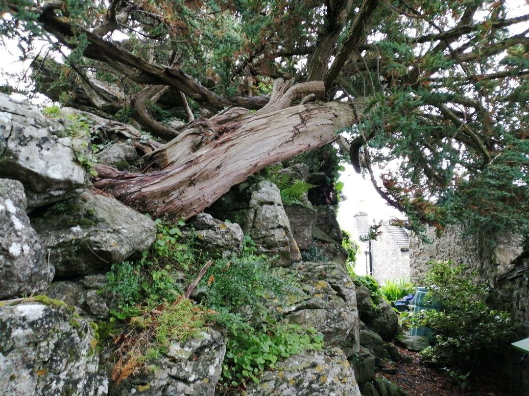 Aysgarth Edwardian Rock Garden景点图片