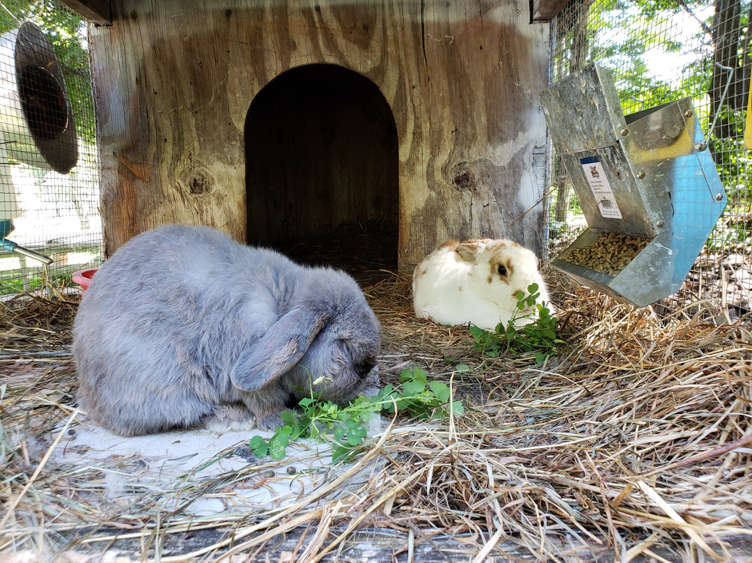 Kountry Living Bed and Breakfast主图