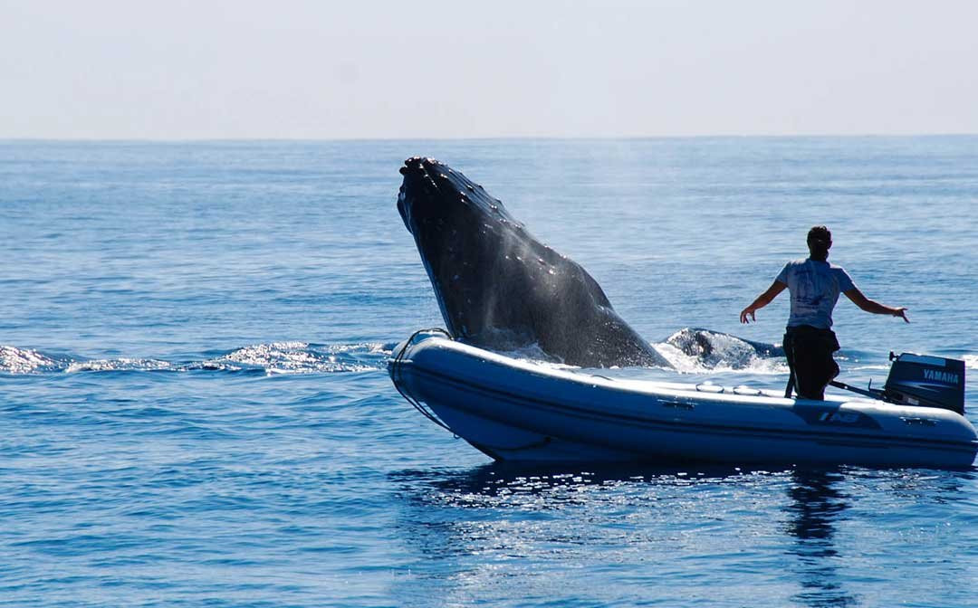 Ha'apai Beach Resort主图