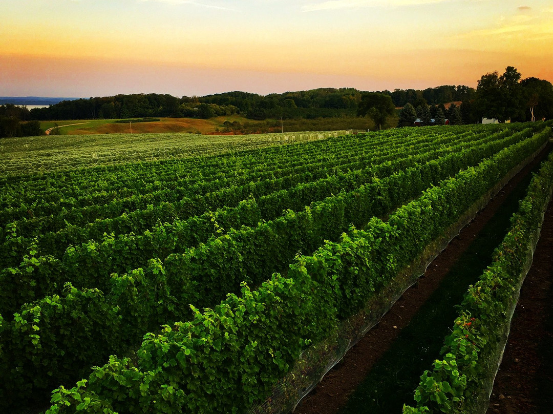 Brys Estate Vineyard & Winery-特拉弗斯城必去景点