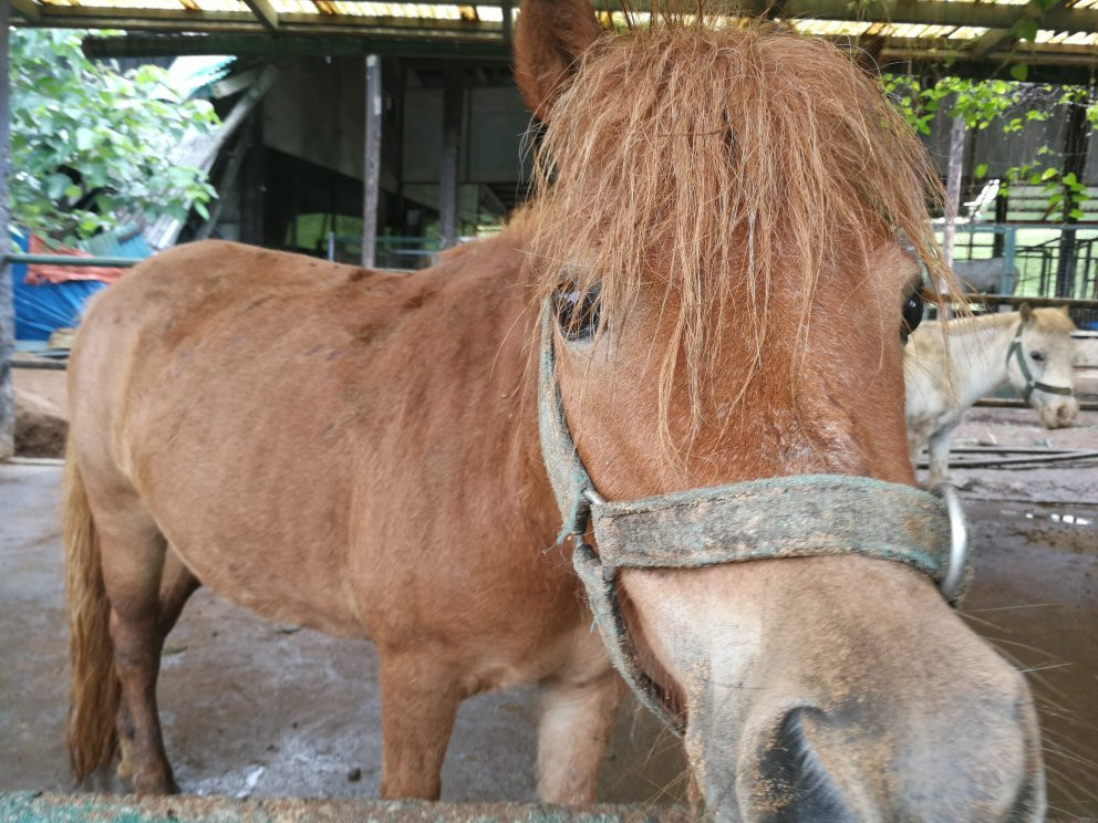 Paradizoo-Mendez必去景点