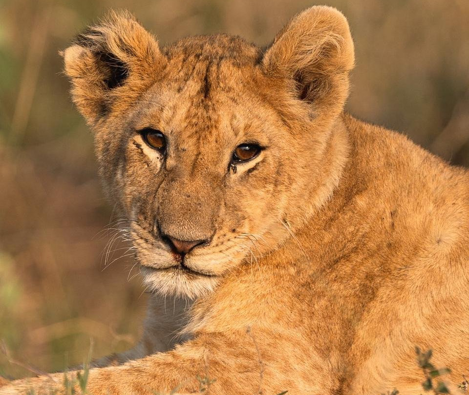 Mbogo Expeditions-阿鲁沙必去景点