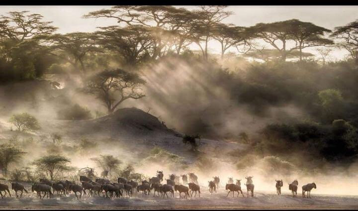 Muraa African Safaris景点图片