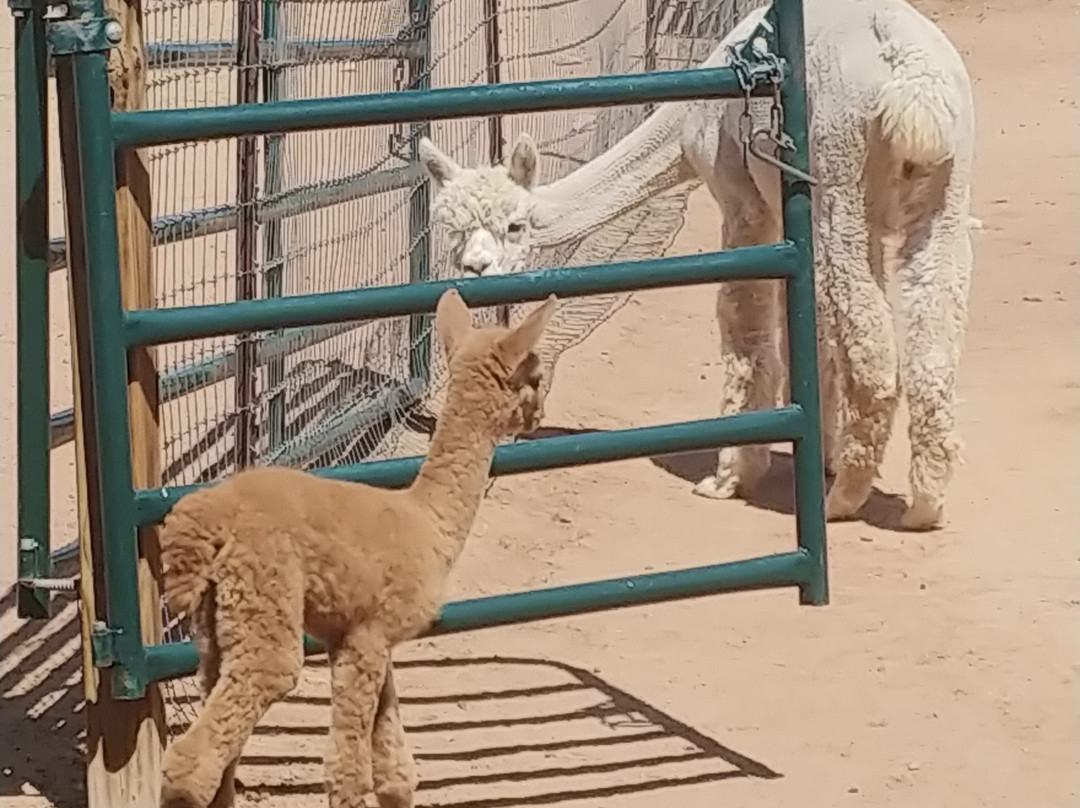 Blue Mesa Alpacas-圣菲必去景点
