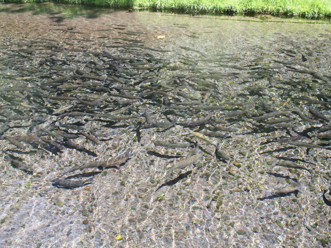 Klamath Fish Hatchery-克拉马斯福尔斯必去景点