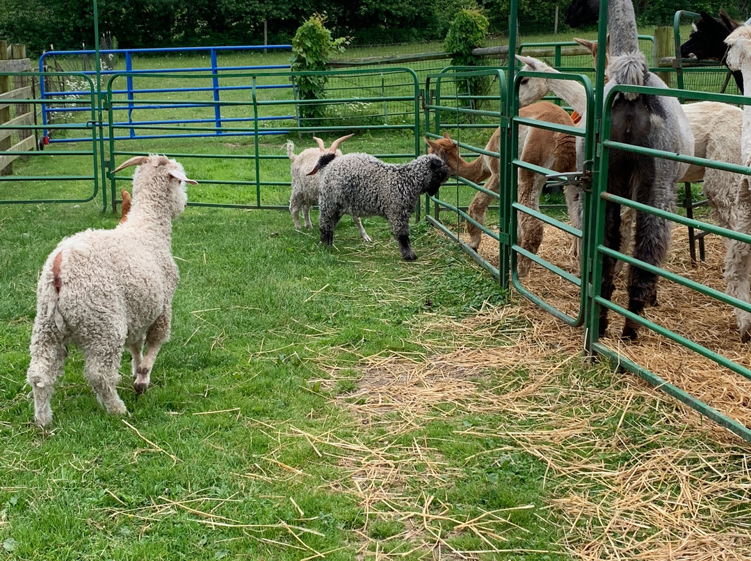 Alpaca Meadows景点图片