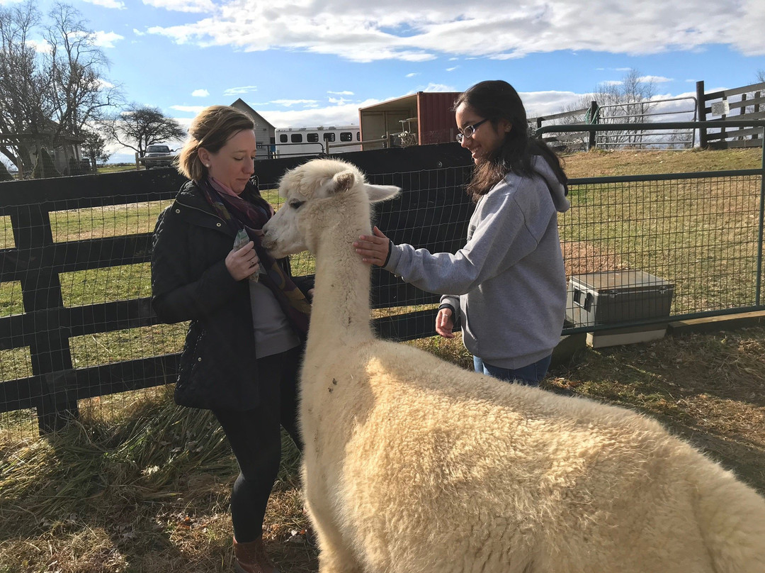 Dreamland Alpacas LLC-Meadowview必去景点