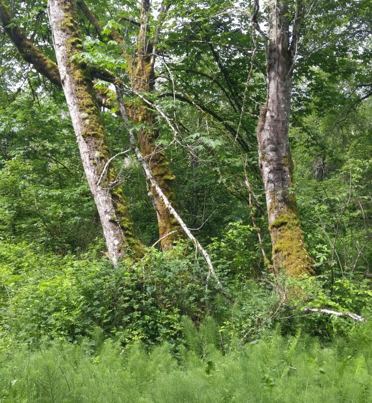 Soos Creek Trailhead