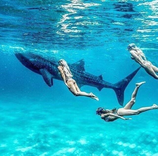 Whale Shark Alona & Oslob-邦劳岛必去景点