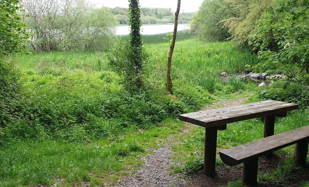 Dromore Wood Nature Reserve景点图片