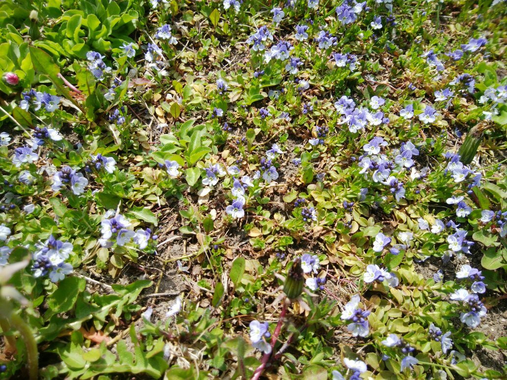 Usutaibe Senjoiwa Camp Site-枝幸町必去景点