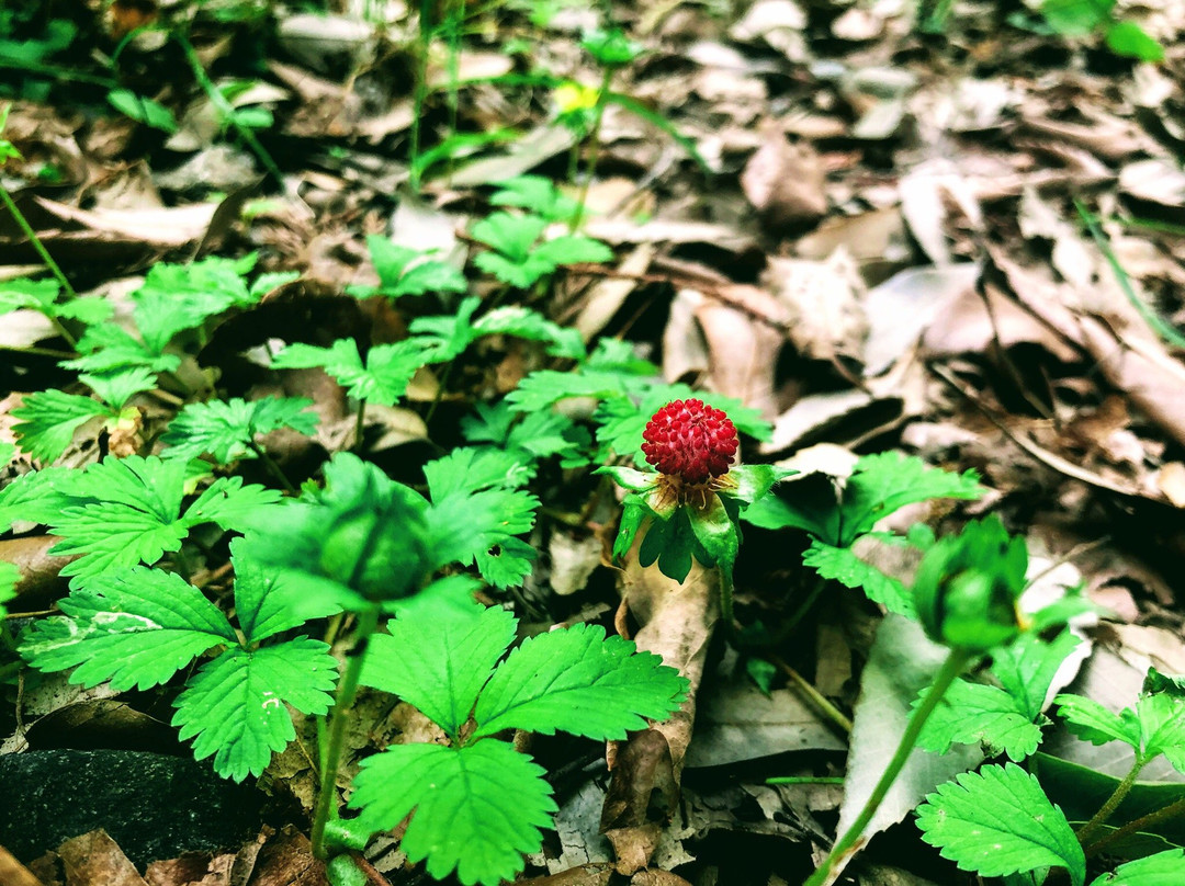 Ranzan Valley-岚山町必去景点