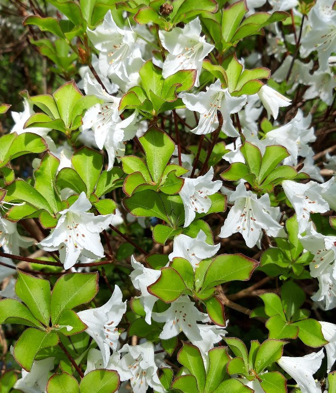 Glendoick Gardens-Glencarse必去景点