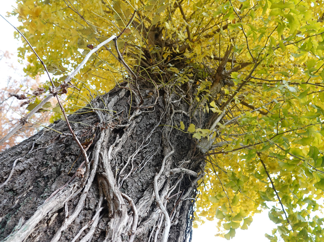 Sairen-ji Temple-行方市必去景点