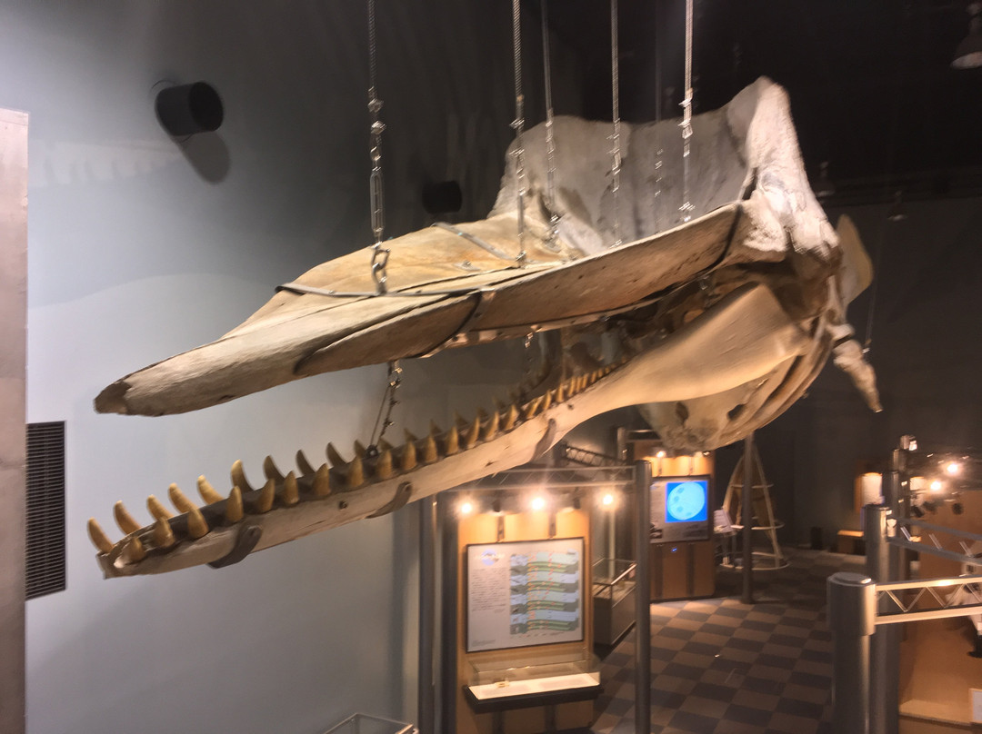 Whales and Science of the Sea Museum-山田町必去景点