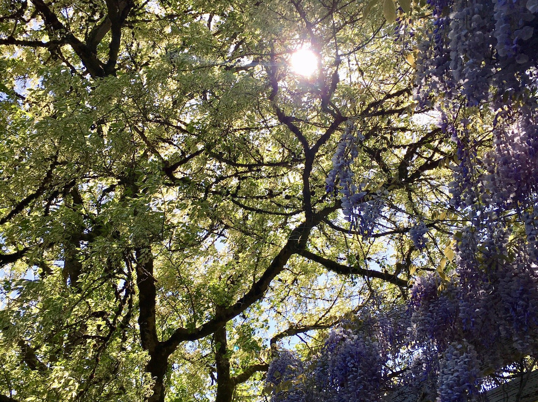 Hulda Klager Lilac Gardens景点图片