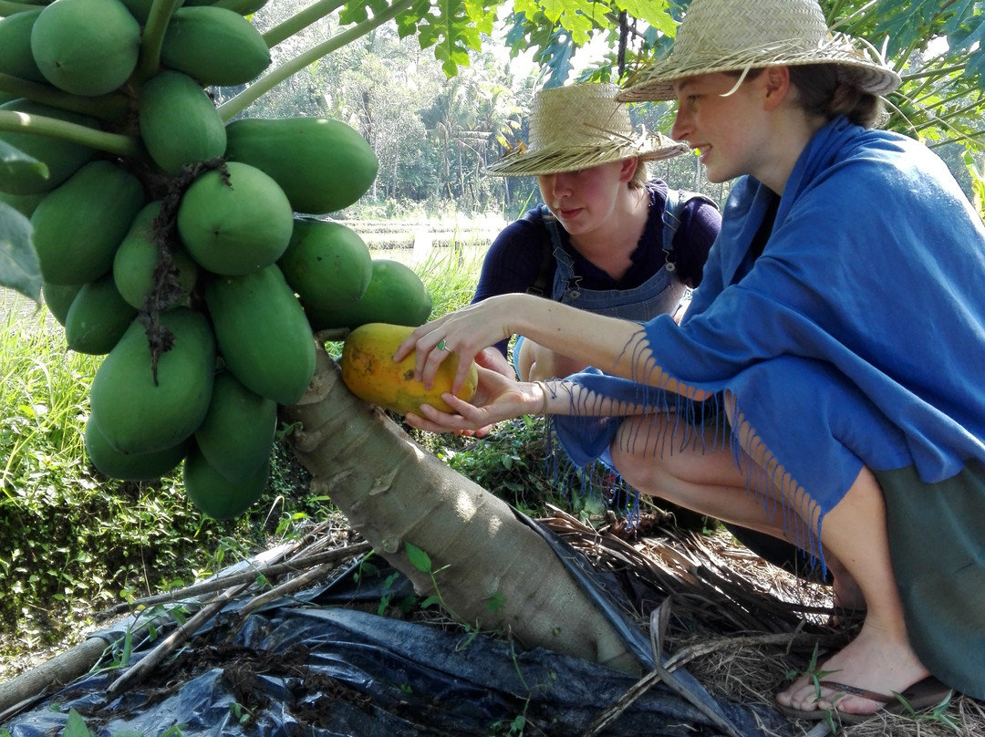 Mai Organic Farm-佩京必去景点