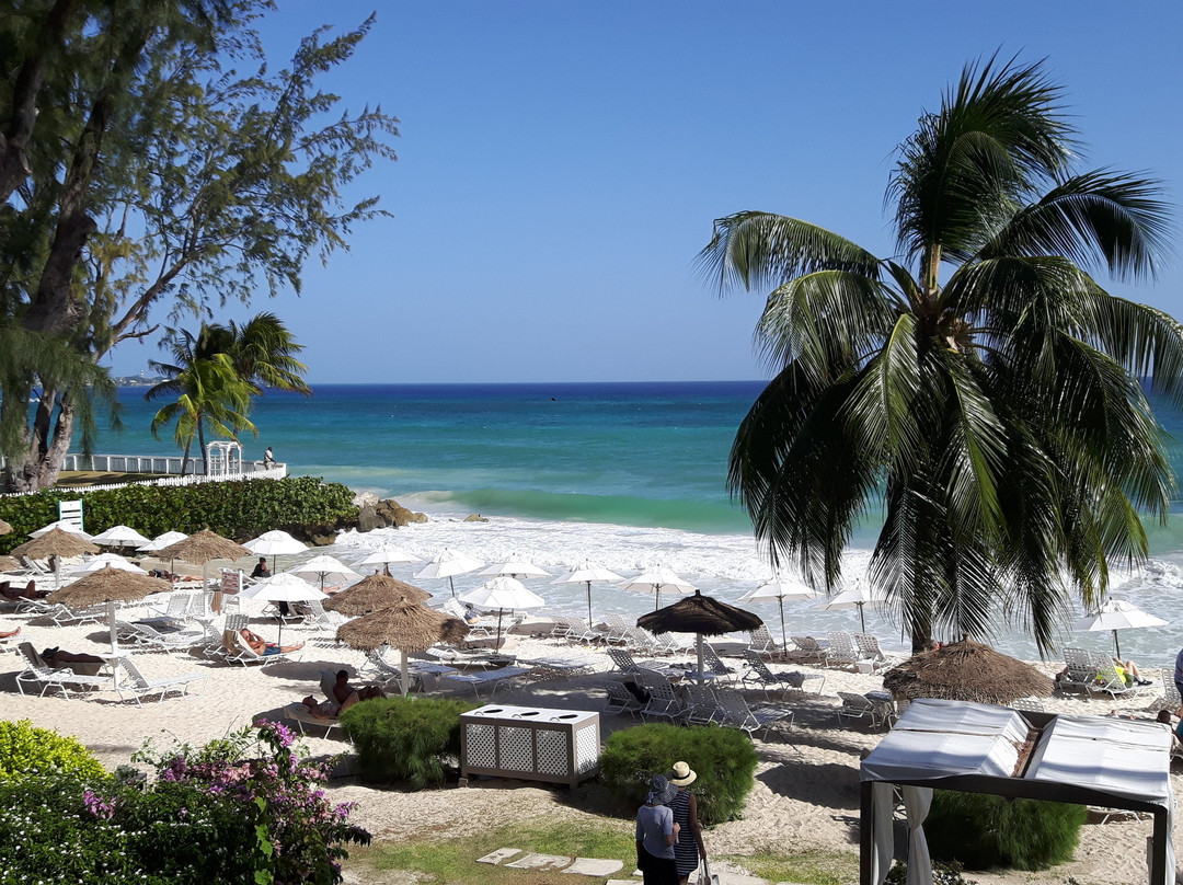 Bougainvillea Barbados主图