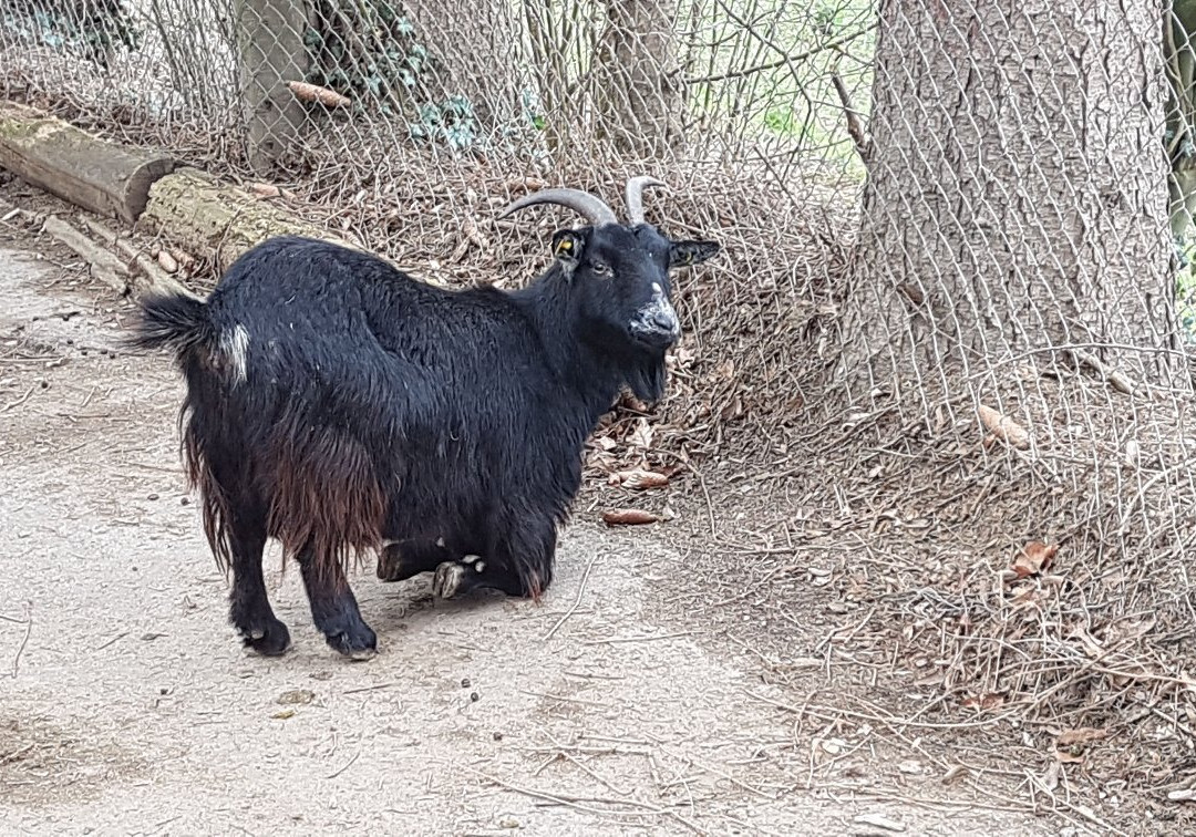 Bretten Tierpark景点图片