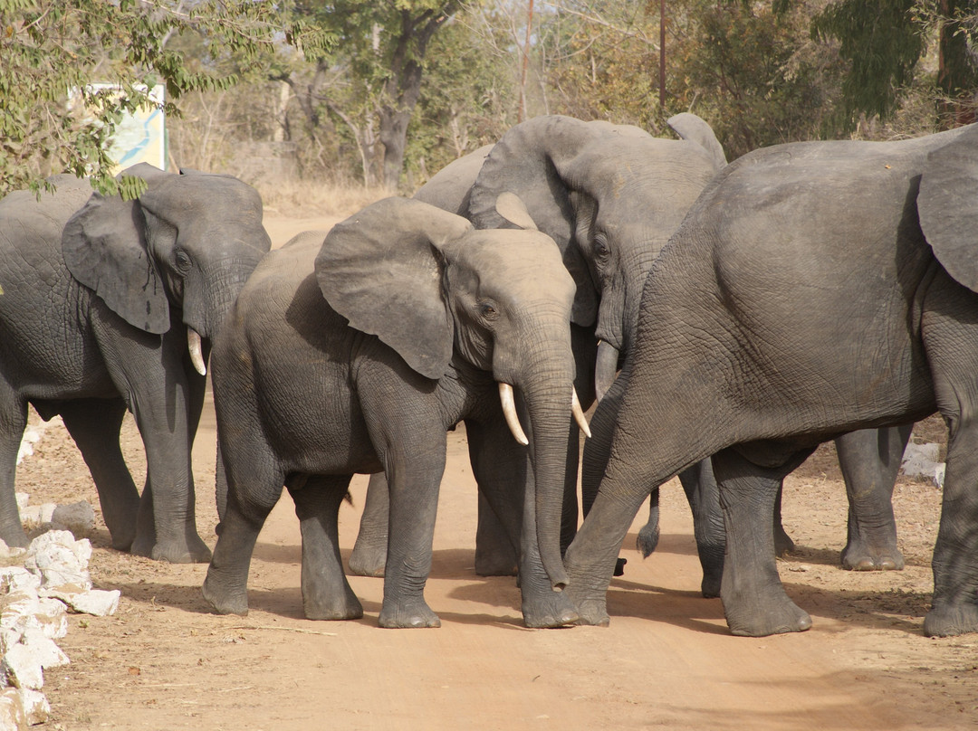 Reserve de Nazinga-瓦加杜古必去景点