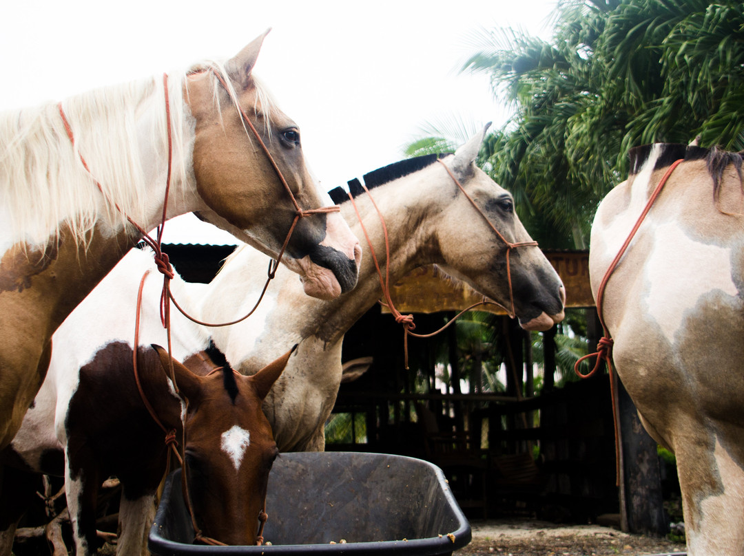 Indiana Horse Project景点图片