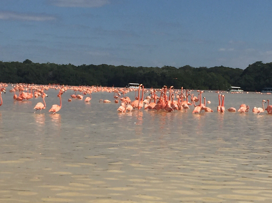 Flamingo Tours景点图片