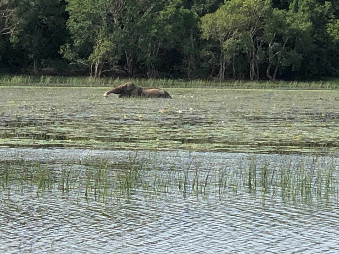 Wilpattu National Park景点图片