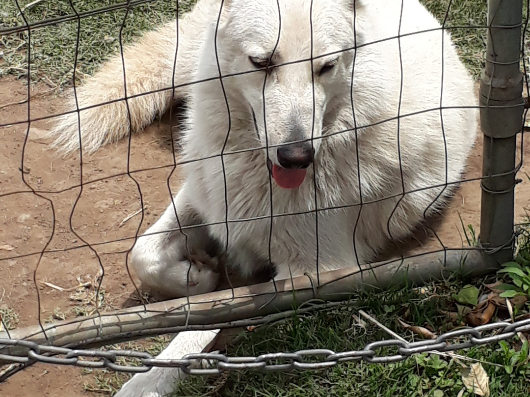 Flag Animal Farm-塩石必去景点