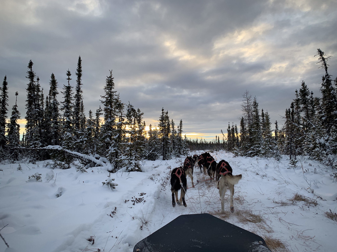 Fairbanks Dogsled Rides with Two Rivers Trailblazers景点图片