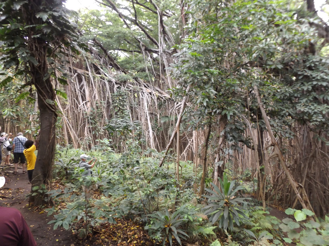 Giant Banyan Tree景点图片