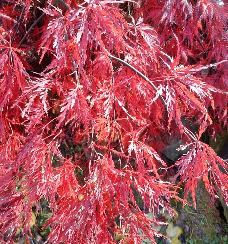 Hantaek Botanical Garden-龙仁市必去景点