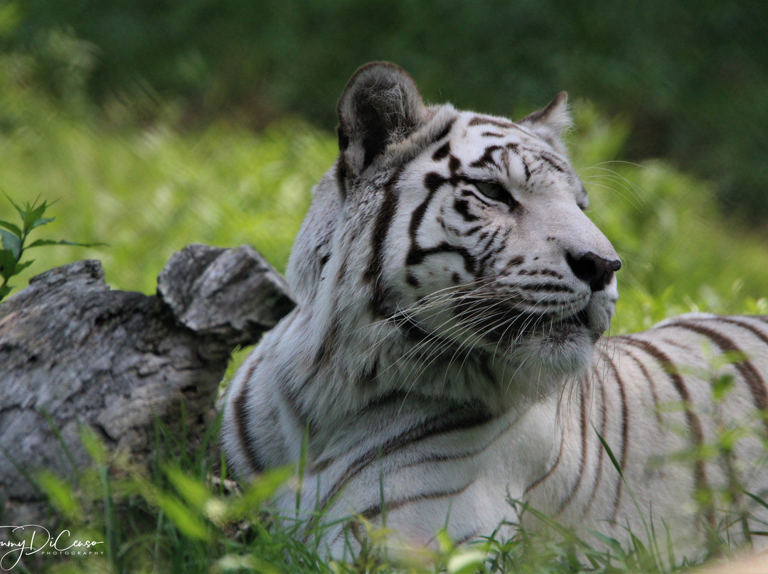 York's Wild Kingdom Zoo and Fun Park景点图片