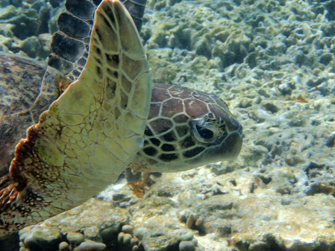 Lady Elliott Island Eco Resort-Runaway Bay必去景点