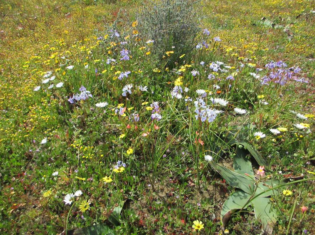 Hantam National Botanical Garden-Nieuwoudtville必去景点