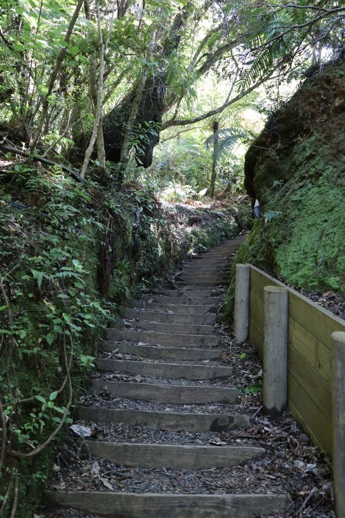 Square Kauri Tree-科罗曼德必去景点
