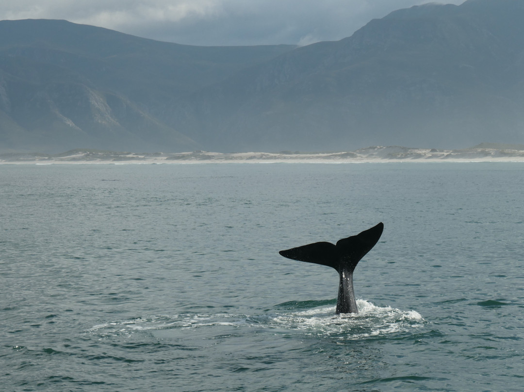 Whale Watching Hermanus-赫曼努斯必去景点