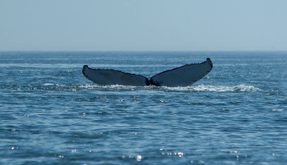 BlueWater Entertainment-查塔姆必去景点