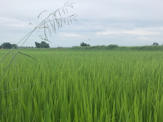 White Lotus Hotel Hoian主图